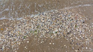 Seashells on the strandline at Swansea Bay