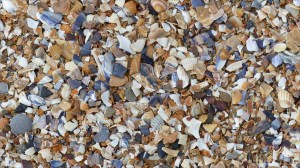 Seashells on the strandline at Swansea Bay