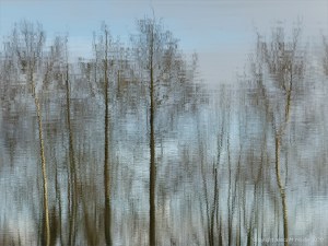 Trees reflected in water