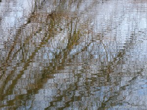 Reflections of branches on water