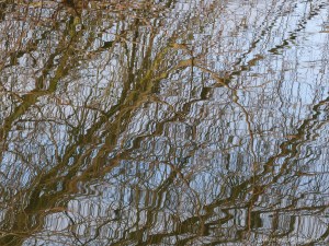 Reflections of branches on water