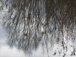 Reflections of reeds on water