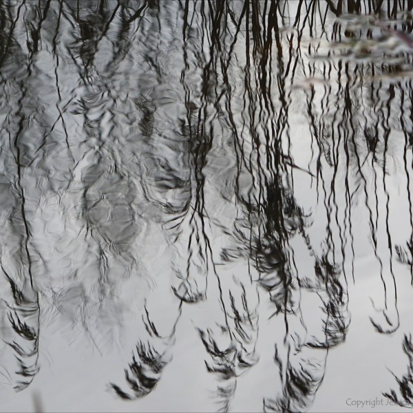 Reflections of reeds on water