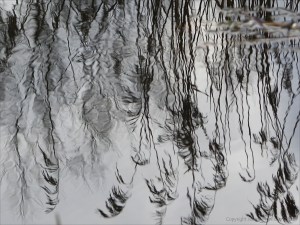 Reflections of reeds on water