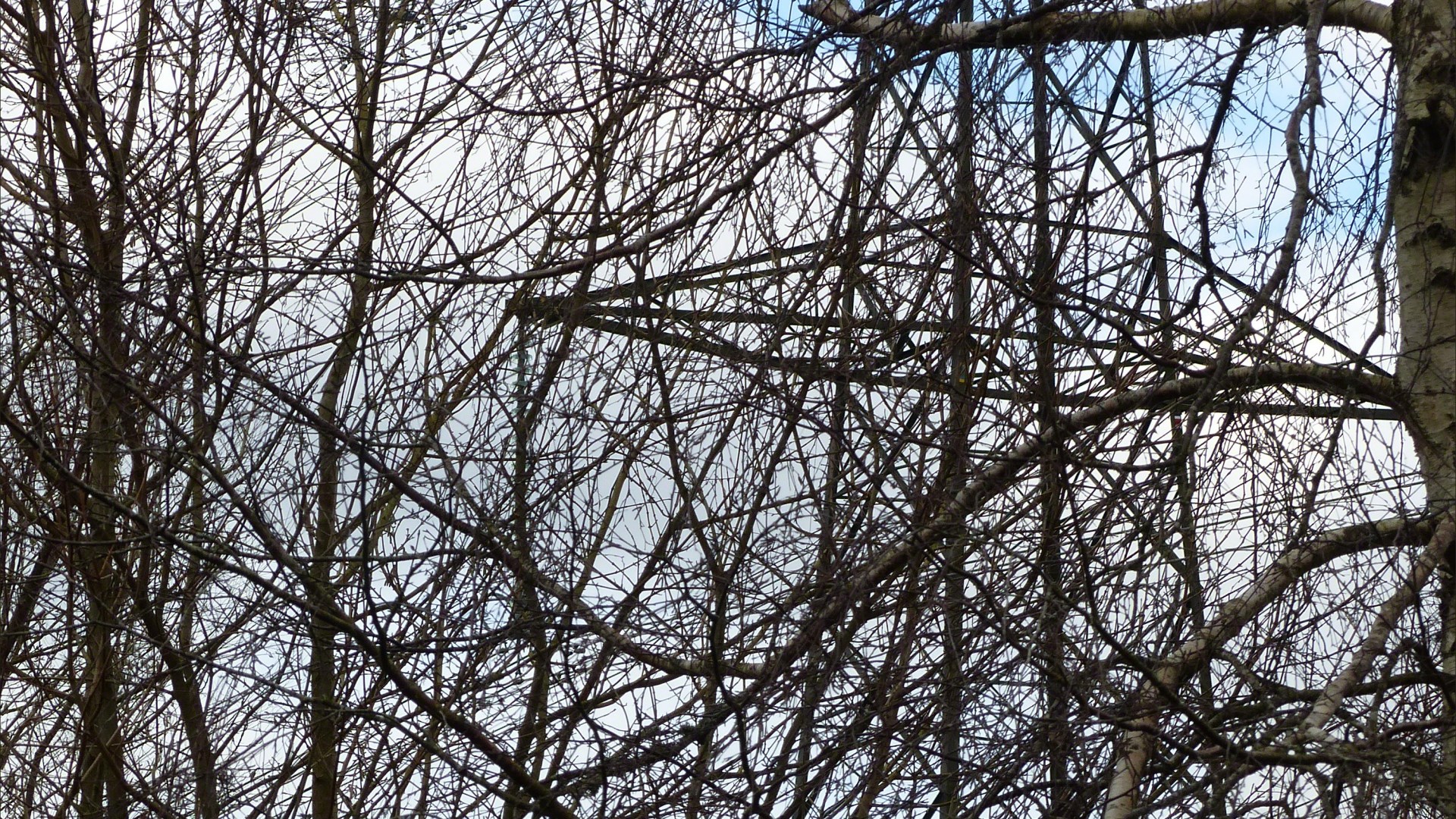 Network of bare branches with metal structure of a pylon