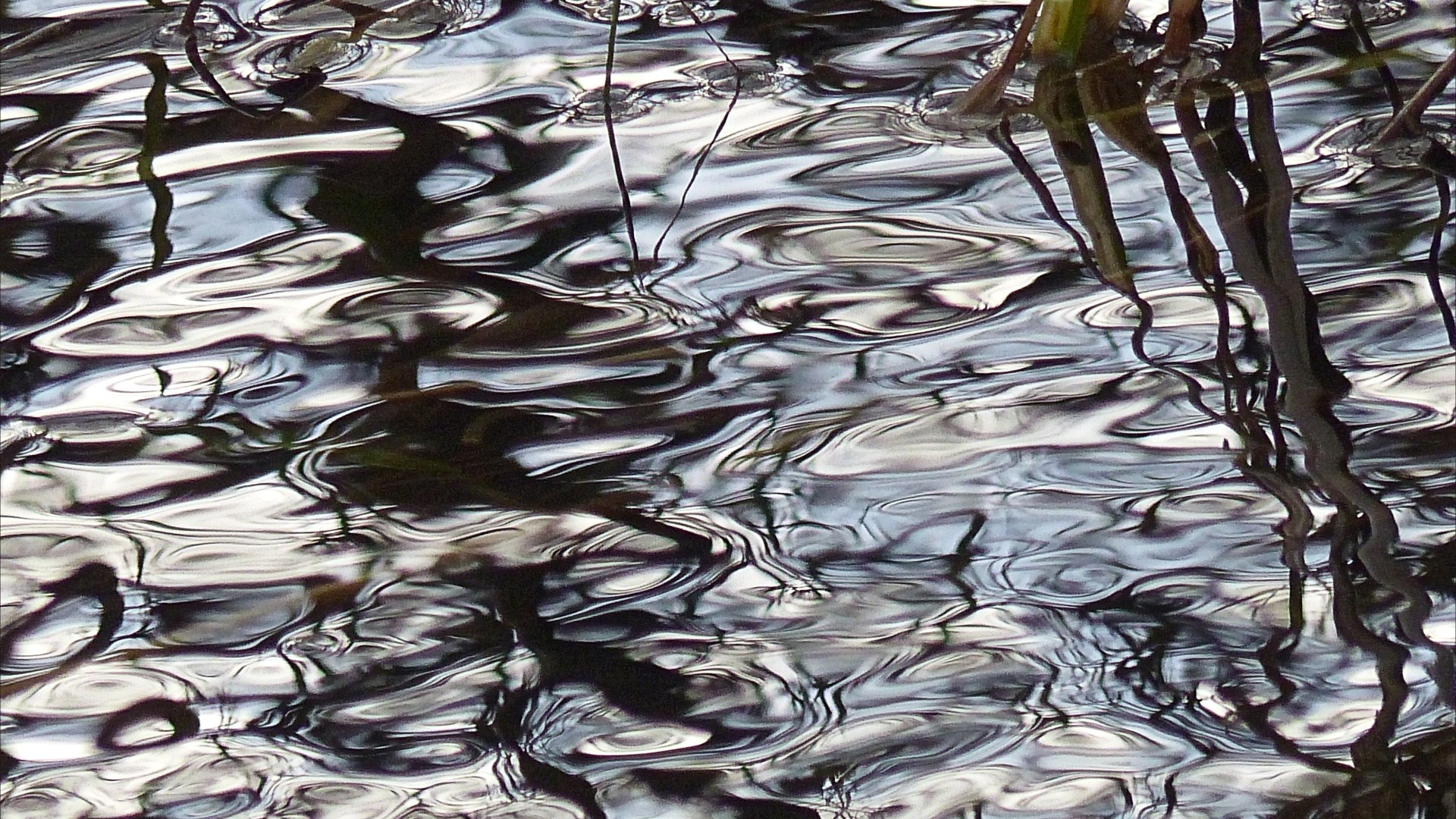 Reflections in water on a flooded riverbank