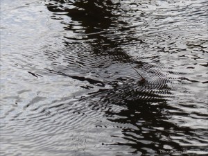 Reflection patterns of floodwater moving around partially submerged reeds