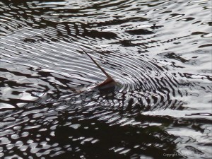 Reflection patterns of floodwater moving around partially submerged reeds