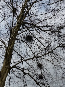 Witches Broom galls on bare tree
