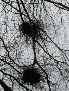 Witches Broom galls on bare tree