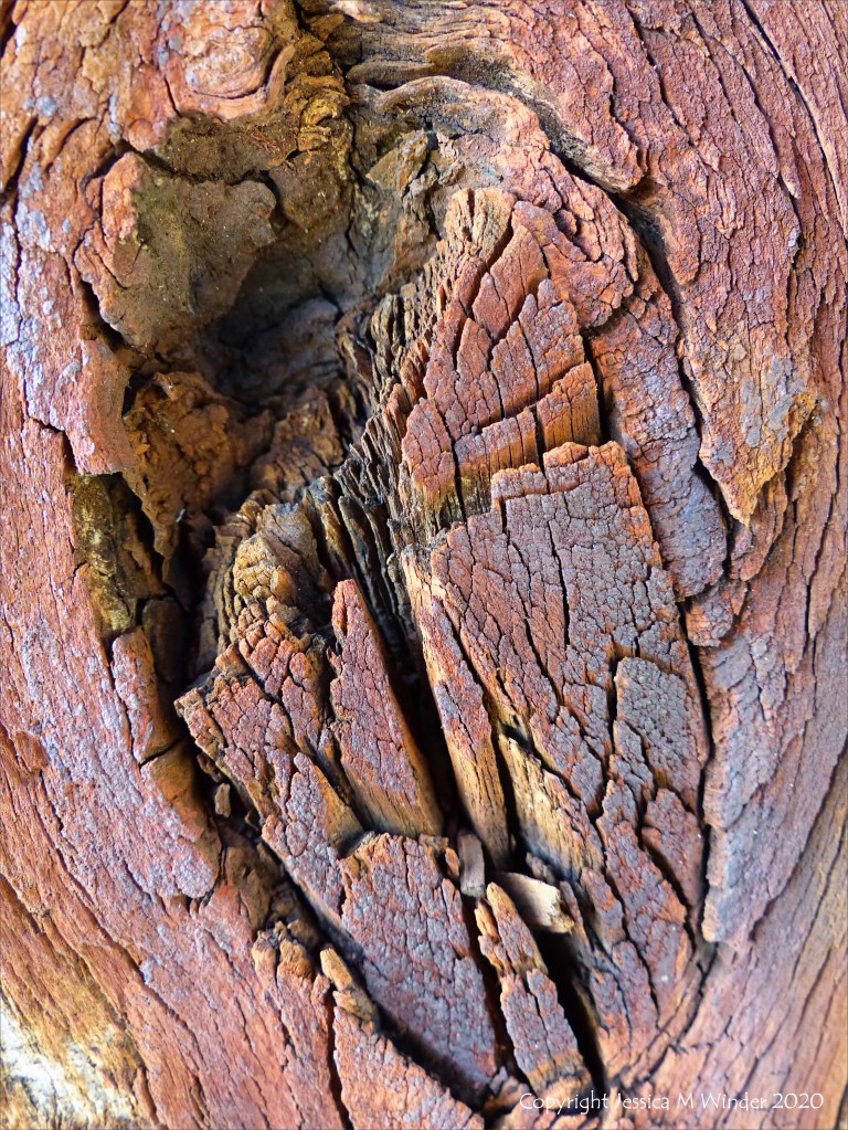 Wood knot in rust-stained timber