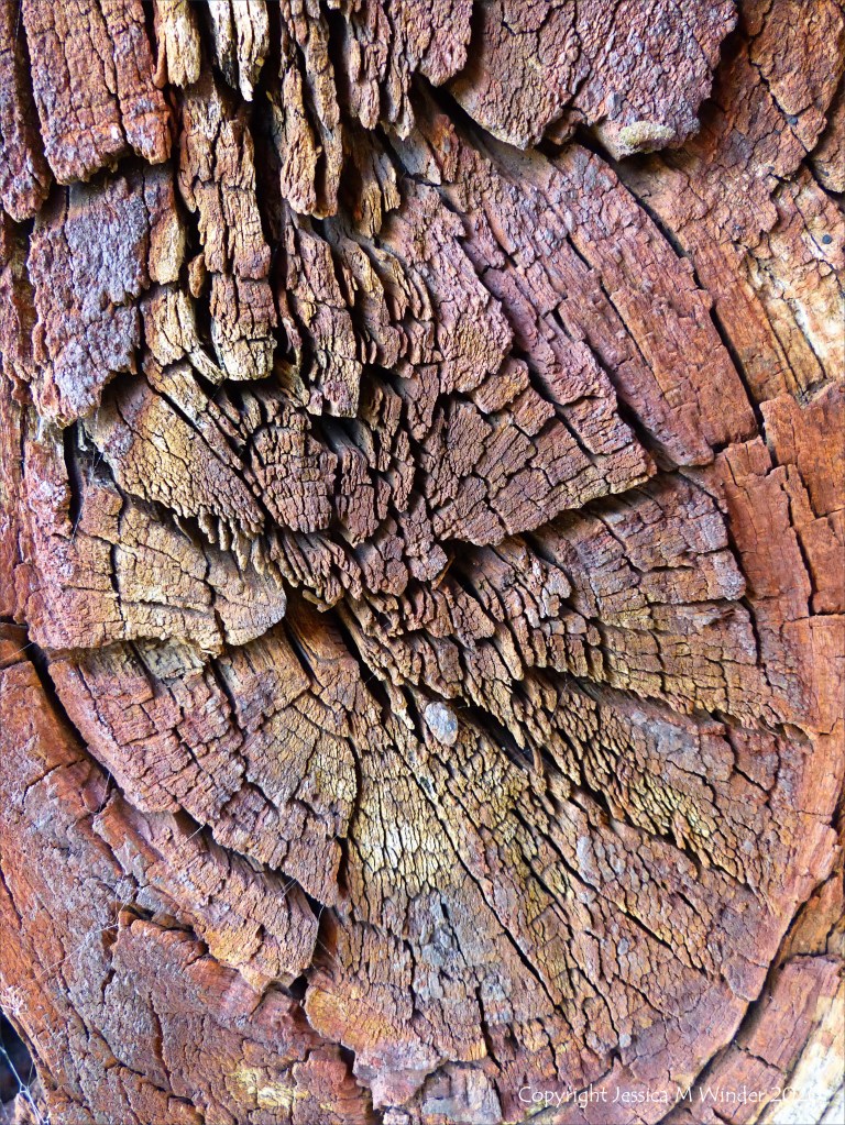 Wood knot in rust-stained timber