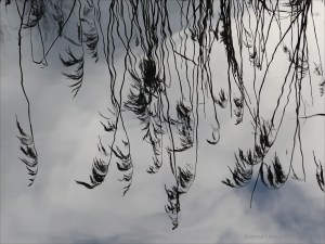Reflections of reeds on water