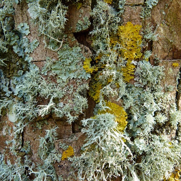 Lichens growing on a tree