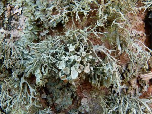 Lichens growing on a tree