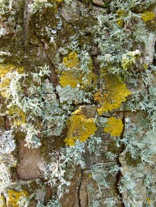 Lichens growing on a tree