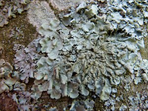 Lichens growing on a tree
