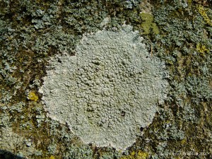 Lichens growing on a tree