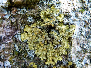Lichens growing on a tree