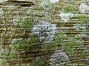Lichens growing on a tree