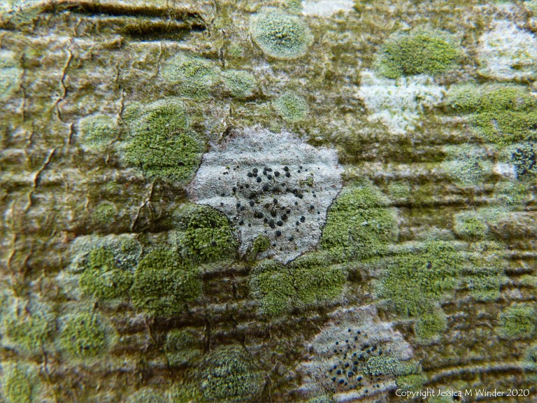 Lichens growing on a tree