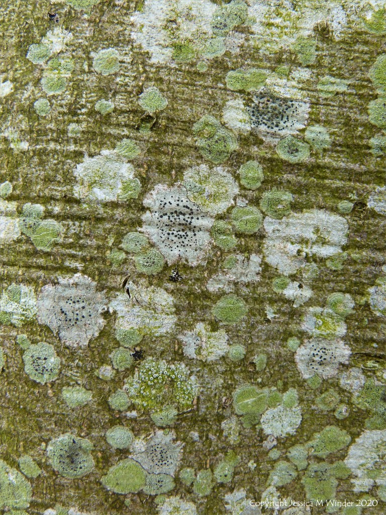 Lichens growing on a tree