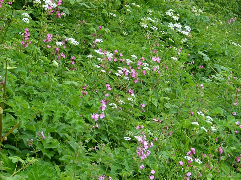 Red Campion (Silene dioica)