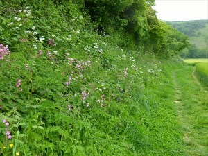 Red Campion (Silene dioica)