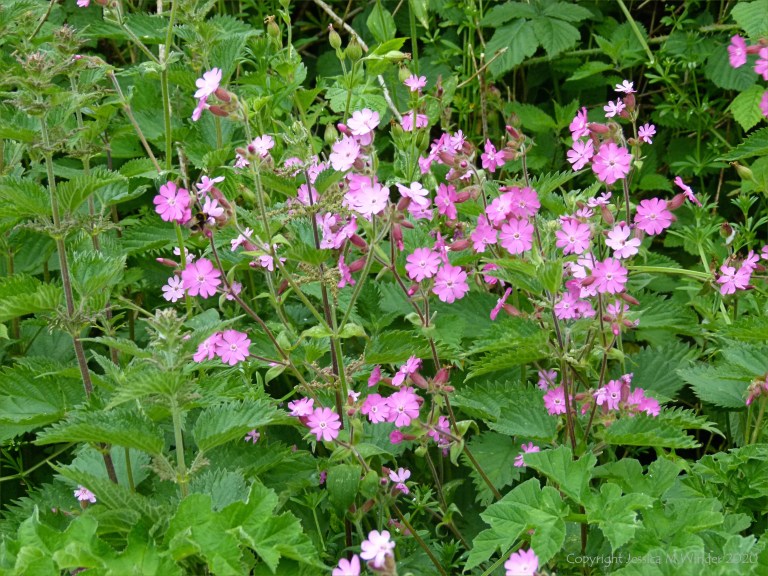 Red Campion (Silene dioica)