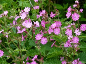 Red Campion (Silene dioica)