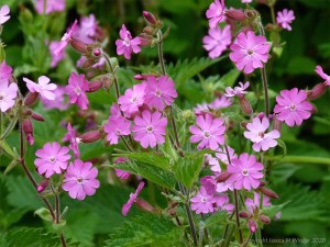 Red Campion (Silene dioica)