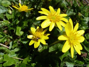 Lesser Celandines