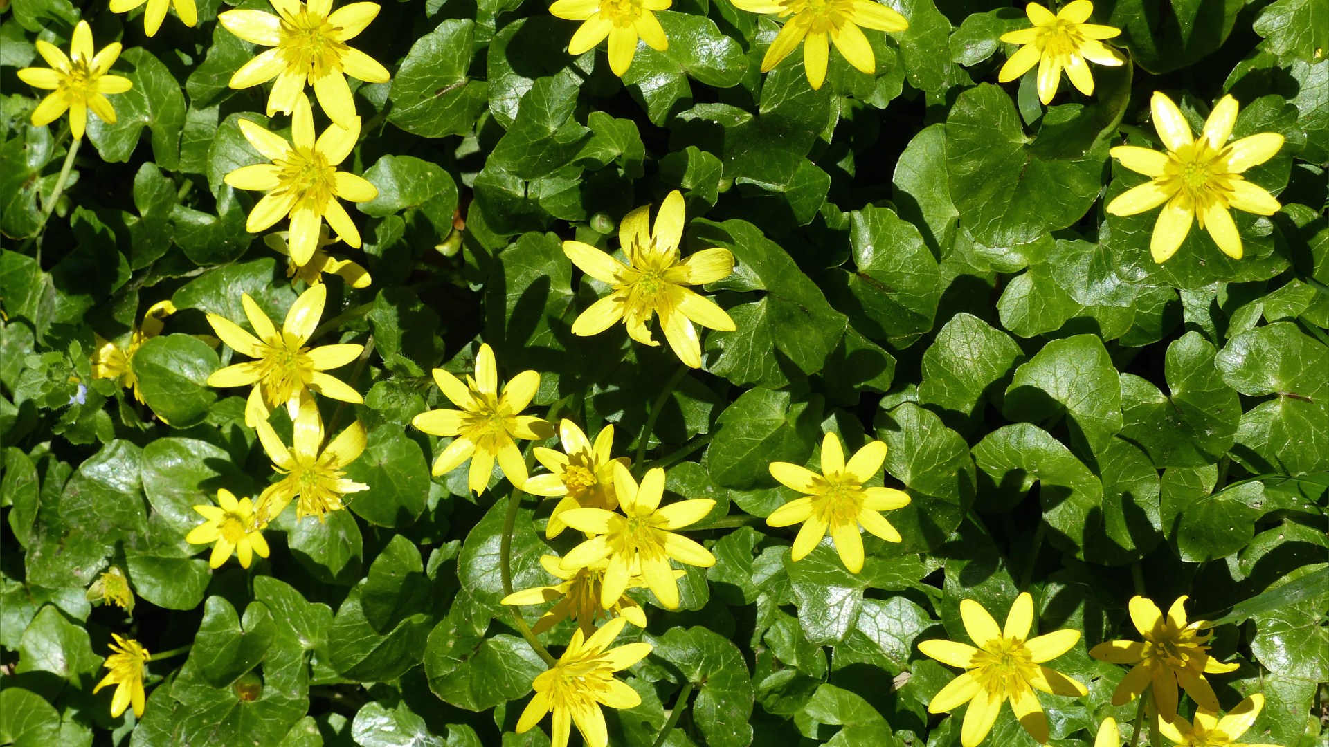 Lesser Celandines
