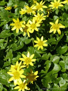 Lesser Celandines