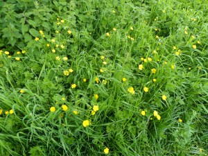 Buttercup flowers