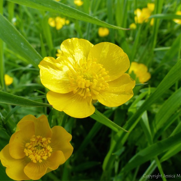 Buttercup flowers