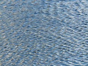 Natural ripple patterns on water in a flooded field