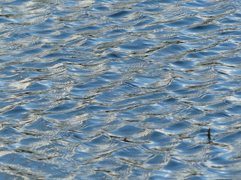 Natural ripple patterns on water in a flooded field