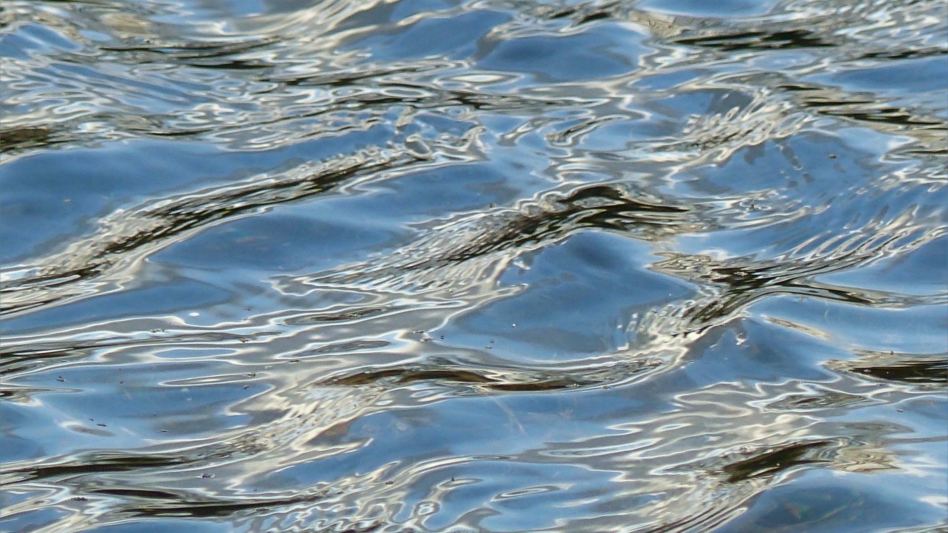 Natural ripple patterns on water in a flooded field