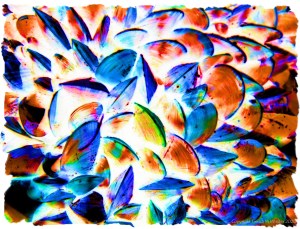 Colourful re-imagination of growing mussel shells