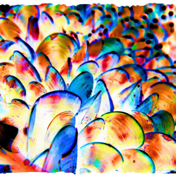 Colourful re-imagination of growing mussel shells