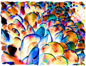 Colourful re-imagination of growing mussel shells