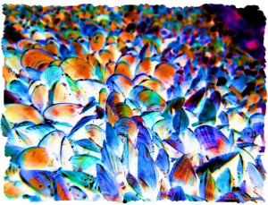 Colourful re-imagination of growing mussel shells