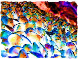 Colourful re-imagination of growing mussel shells