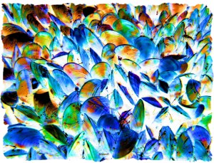 Colourful re-imagination of growing mussel shells