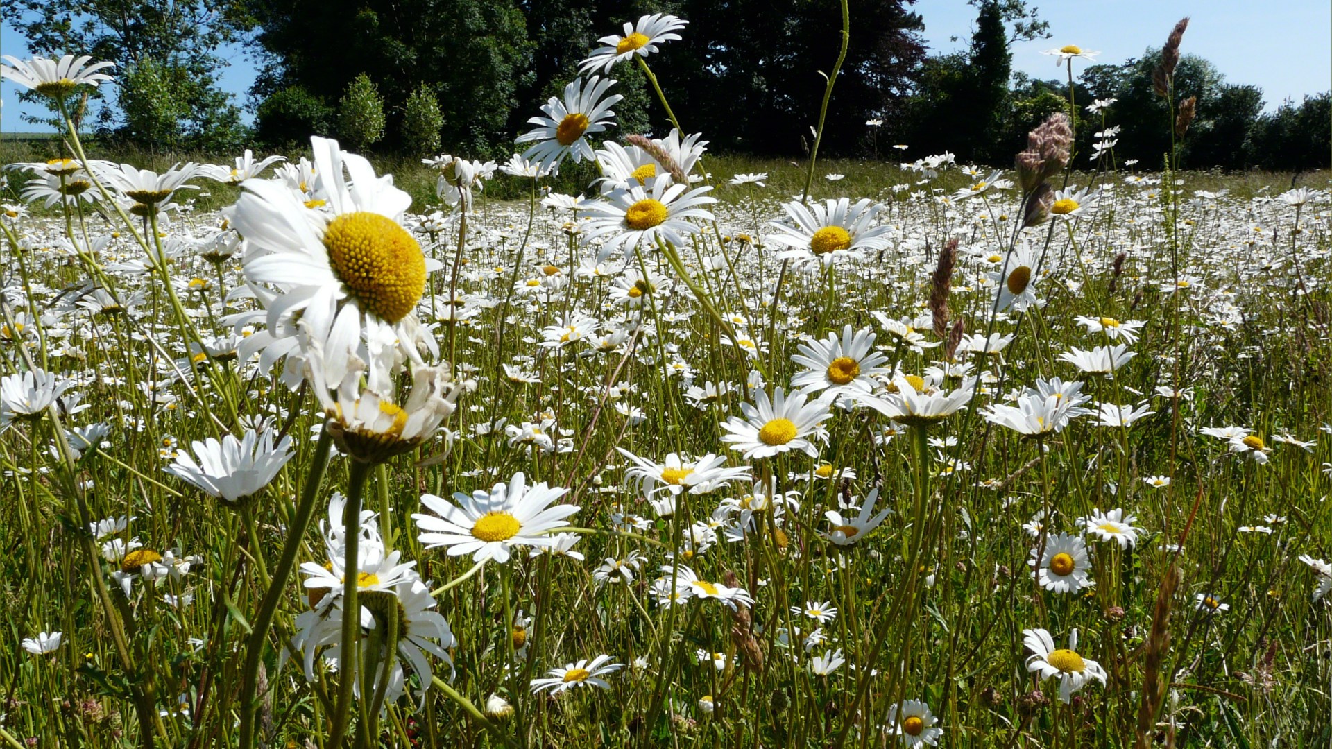 Oxeye Daisies in the British countryside