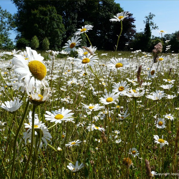 Oxeye Daisies in the British countryside