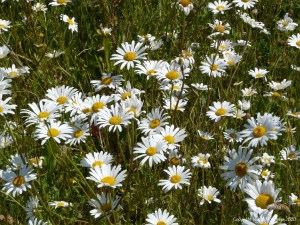 Oxeye Daisies in the British countryside