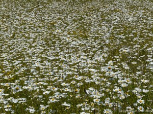 Oxeye Daisies in the British countryside