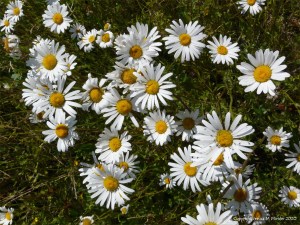 Oxeye Daisies in the British countryside